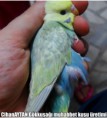 /album/resim-galerisi/roflbot-1-jpg/